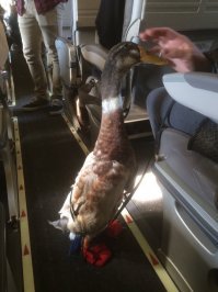 Единственный пассажир кто не боится летать...