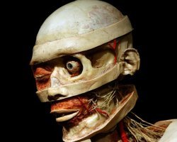 В сравнении с шедеврами  Гюнтера фон Хагенса, это еще познавательно смотрится!