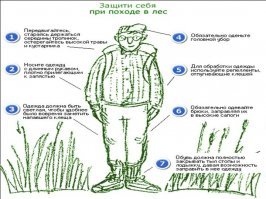 А давно ли вы гуляли в лесу?