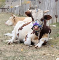 Этого фото не хватает