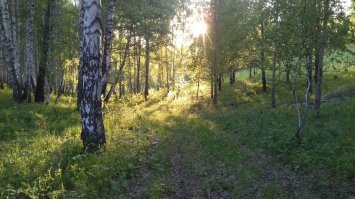 Вчера вот гулял. В лесу классно, и запах такой..