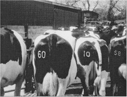 Для меня блатные номера все равно что клейма на коровах