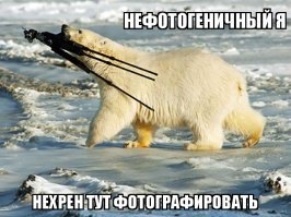 Белый медведь хотел пролезть на склад продуктов и застрял