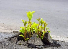 Приказано — выжить: 20 фото крутых деревьев, которые просто так не сдадутся