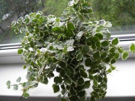 Видов фикусов около 1000.
Первое фото - это инжир или фИговое дерево, оно так-же фикус.