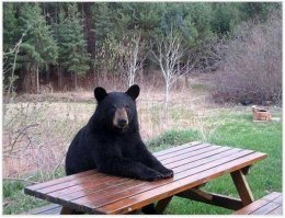 Незваные гости