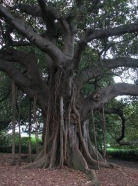 У нас в Сиднее: