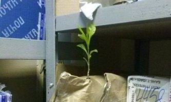 Приказано — выжить: 20 фото крутых деревьев, которые просто так не сдадутся