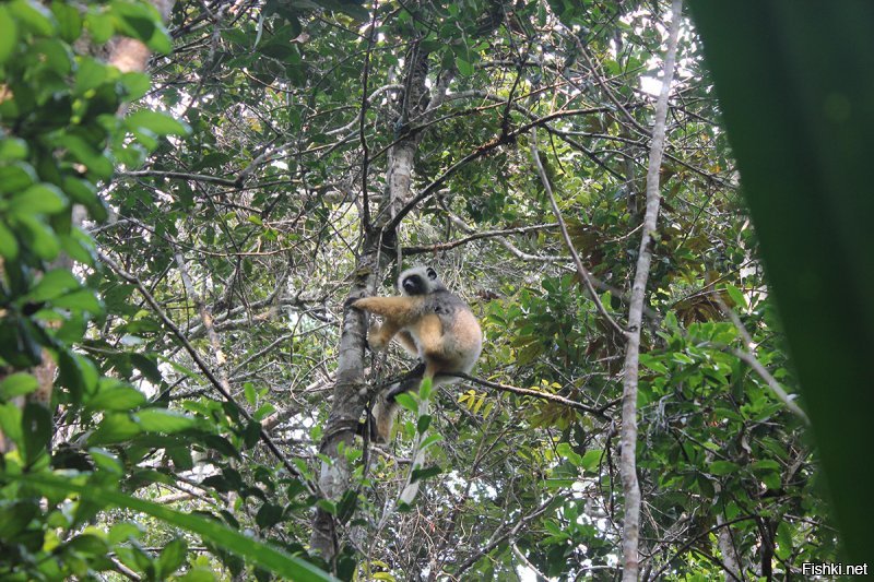 Факт 4 - это не правда. 
Убийство лемура - это преступление на о.Мадагаскар. Я, по мере возможности, путешествую по миру и, вместо магнитиков, где можно, собираю шкурки животных там где это можно без нарушения закона, а это руно из овчины, выделка альпаки (но это просто шерсть на тканевой основе из ламы), кенгуру, (не минусуйте про тибетских тигров и т.д., я никогда против красной книги и закона не пойду)  НО, когда я спросил у француза, который владеет отелем Princess Bora (это там где снимали Орел и Решку с золотой картой) можно ли купить их шкурку , он сказал: хорошо что ты мне задал этот вопрос, местные сдали бы тебя в полицию за этот вопрос и была бы жопа - уголовное преступление, 3 года и деньги не помогут.
Ездил на Мадагаскар именно посмотреть лемуров, 5 часов пешего похода через реальные джунгли, стерли ноги по самые пятки, уже хотели навалять проводнику, а потом вот, нашли этих сволочей. 
Потом ездили на остров где они привычные для человека, вот видео.
Я это видео уже выкладывал на фишках, просьба не считать за баян, это для тех, кто ранее не видел.