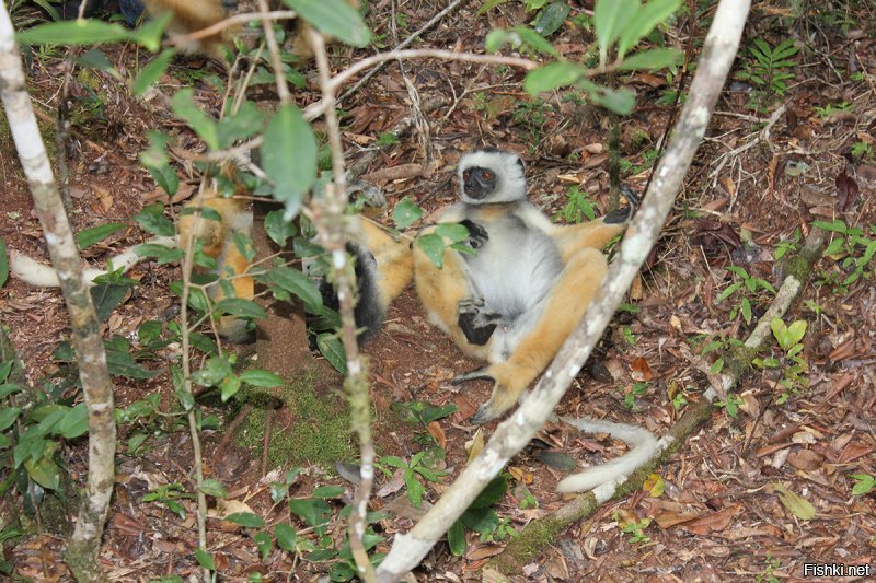 Факт 4 - это не правда. 
Убийство лемура - это преступление на о.Мадагаскар. Я, по мере возможности, путешествую по миру и, вместо магнитиков, где можно, собираю шкурки животных там где это можно без нарушения закона, а это руно из овчины, выделка альпаки (но это просто шерсть на тканевой основе из ламы), кенгуру, (не минусуйте про тибетских тигров и т.д., я никогда против красной книги и закона не пойду)  НО, когда я спросил у француза, который владеет отелем Princess Bora (это там где снимали Орел и Решку с золотой картой) можно ли купить их шкурку , он сказал: хорошо что ты мне задал этот вопрос, местные сдали бы тебя в полицию за этот вопрос и была бы жопа - уголовное преступление, 3 года и деньги не помогут.
Ездил на Мадагаскар именно посмотреть лемуров, 5 часов пешего похода через реальные джунгли, стерли ноги по самые пятки, уже хотели навалять проводнику, а потом вот, нашли этих сволочей. 
Потом ездили на остров где они привычные для человека, вот видео.
Я это видео уже выкладывал на фишках, просьба не считать за баян, это для тех, кто ранее не видел.