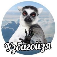 10 неожиданных фактов о лемурах