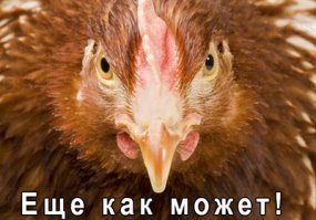 Отличие белых и коричневых куриных яиц