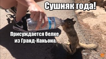 Измученная жаждой белка жадно пьет воду из бутылки