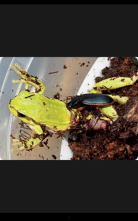 А жуки жужелицы? Это же насекомые, которых лягушка должна есть. Они маленькие, а она большая. А на самом деле жужелицы охотятся на лягушек, убивают и поедают их. Тоже сложно поверить в это.