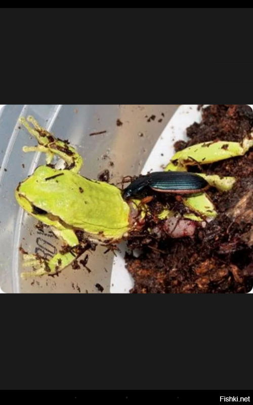 А жуки жужелицы? Это же насекомые, которых лягушка должна есть. Они маленькие, а она большая. А на самом деле жужелицы охотятся на лягушек, убивают и поедают их. Тоже сложно поверить в это.