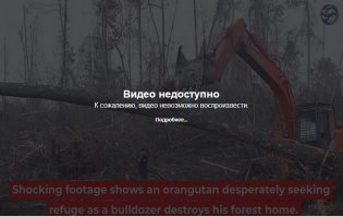 В Индонезии разъяренный орангутан попытался защитить лес от экскаватора