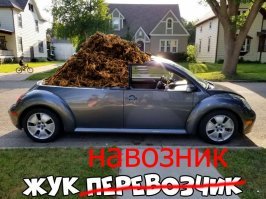 Автовсячина