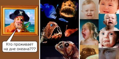 17 созданий с океанского дна, от которых слегка не по себе