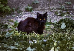 Очень колоритные уличные коты