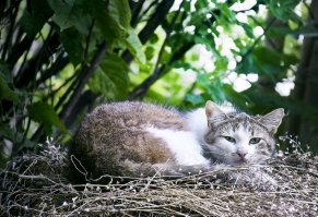 Очень колоритные уличные коты