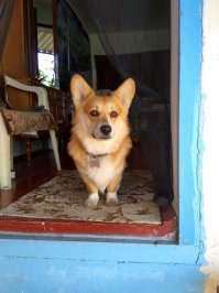 Шикарная порода)