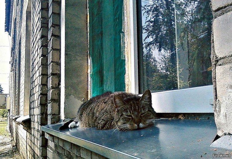 Люблю кошек. И у меня имеется одна, звать Кассиопея, сокрасщённо -  Кася. Вот фотка. Когда была жара она отдыхала на подоконнике.