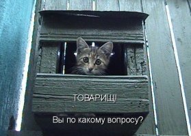 Японские собаки-сторожа стали главной местной достопримечательнстью