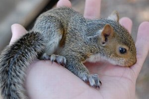 Вот маленькая белка...А эта бухает уже..