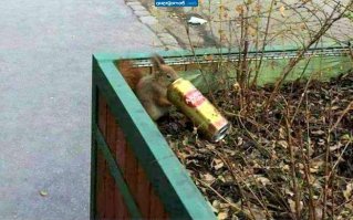 Измученная жаждой белка жадно пьет воду из бутылки