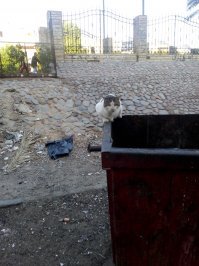 Очень колоритные уличные коты