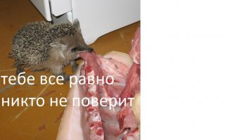 Смелые зайцы и умные овцы: мифы и парадоксы животного мира