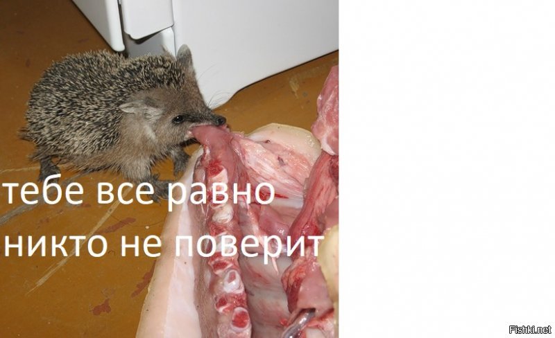 Смелые зайцы и умные овцы: мифы и парадоксы животного мира