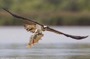 Вы знаете, как орлица выбирает себе отца для своих орлят?