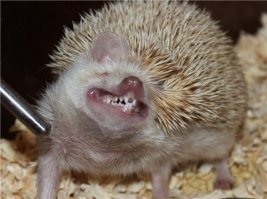 милота, 6jlять