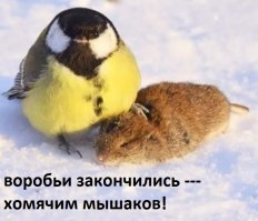 Смелые зайцы и умные овцы: мифы и парадоксы животного мира