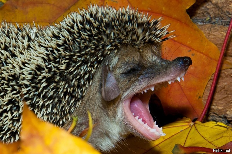 милота, 6jlять