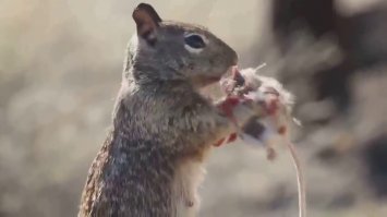 Все едят всех. А то не ест - того съедают первыми.