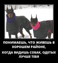 Собаки, которые живут лучше половины россиян