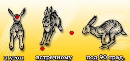 Редкие кадры зайчихи-мамы и зайца-малыша
