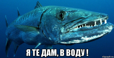 Конструкторское бюро имени Р. Е. Алексеева. Суда на подводных крыльях