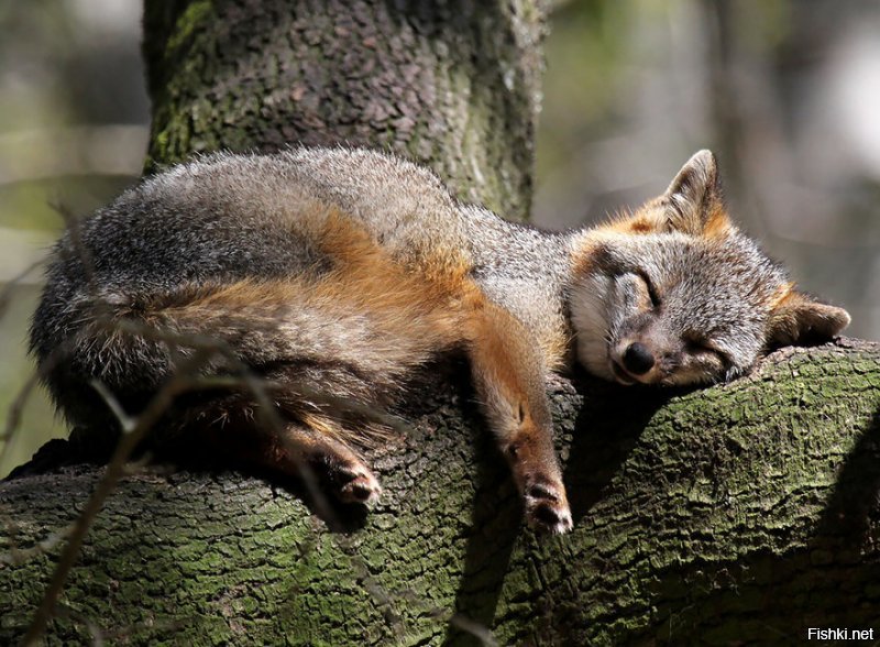 А серая лисица могет лазать по деревам