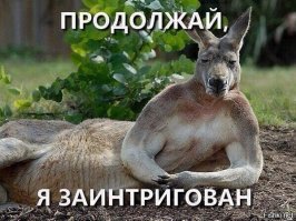 В Австралии появился король: двухметровый качок-кенгуру