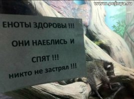 Гифки с енотами