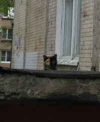Очень колоритные уличные коты