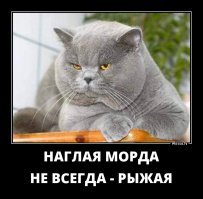 30 известных картин, где главной фигурой удачно вписался рыжий толстый кот