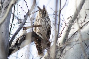 Фотограф сумел подловить сову на необычном развлечении