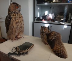 Нет, это ушастая сова. Филин крупнее раза в два-три и лицевой диск другой.