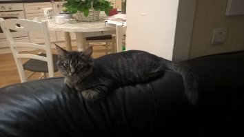 Да ладно, выходить можно. Мы нашу вообще нашли в районе двигателя - ни ходить, ни ползать еще не могла. Ветеринары сказали ей около недели, но никак не больше 10 дней. И ничего, выходили, только пришлось 2 недели не отходить от нее - кормить через 2 часа, массировать животик и тд. Зато - красотуля сейчас)