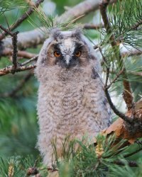 Вот такого совёнка встретил вчера вечером.