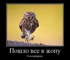 Фотограф сумел подловить сову на необычном развлечении